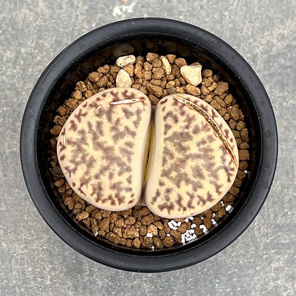 リトープス:石榴玉 2.5号鉢植え*