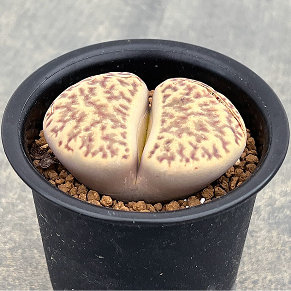 リトープス:石榴玉 2.5号鉢植え*