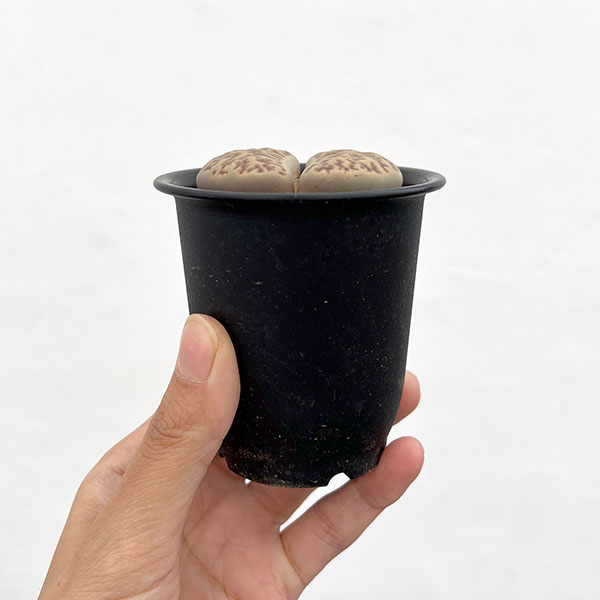 リトープス:石榴玉 2.5号鉢植え*