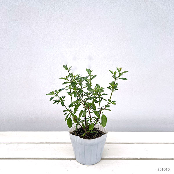 サルビア:ヤメンシス エルドゥラゾ3.5号ポット