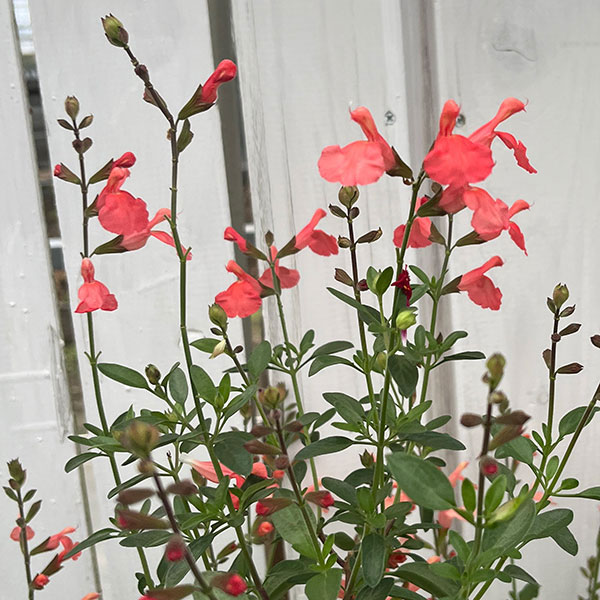 サルビア:ヤメンシス エルドゥラゾ3.5号ポット