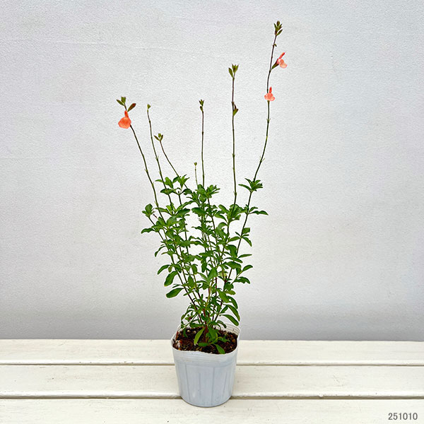 サルビア:ヤメンシス カリフォルニアサンセット3.5号ポット