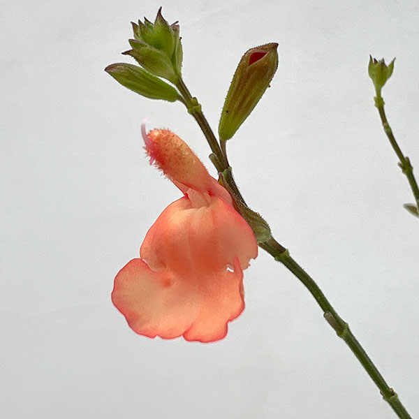 サルビア:ヤメンシス カリフォルニアサンセット3.5号ポット