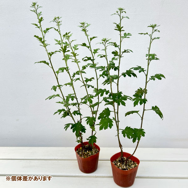 肥後菊:天の羽衣3号ポット