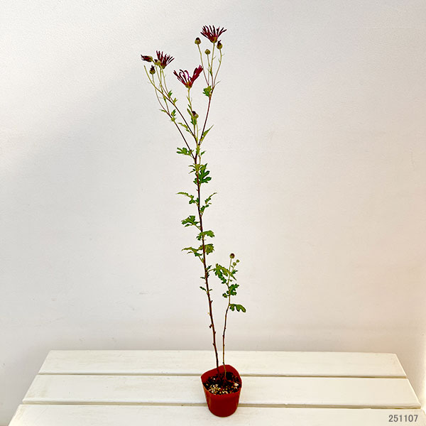 肥後菊：天の羽衣3号ポット