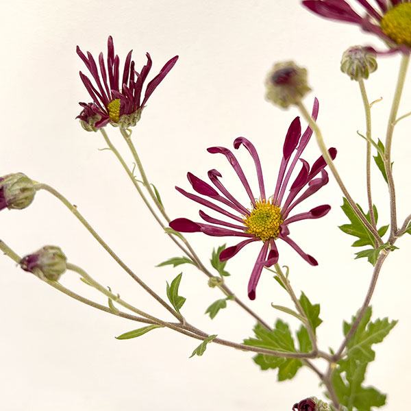 肥後菊：天の羽衣3号ポット