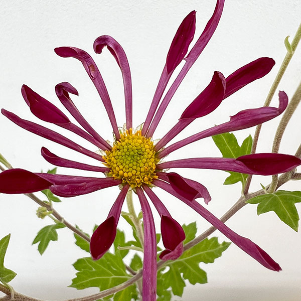 肥後菊：天の羽衣3号ポット