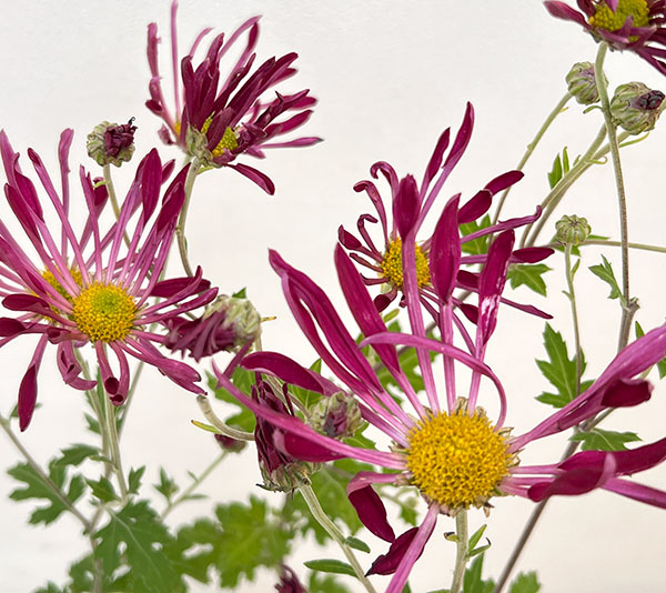 肥後菊：天の羽衣3号ポット