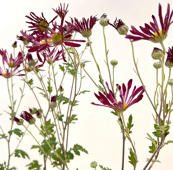 肥後菊：天の羽衣3号ポット