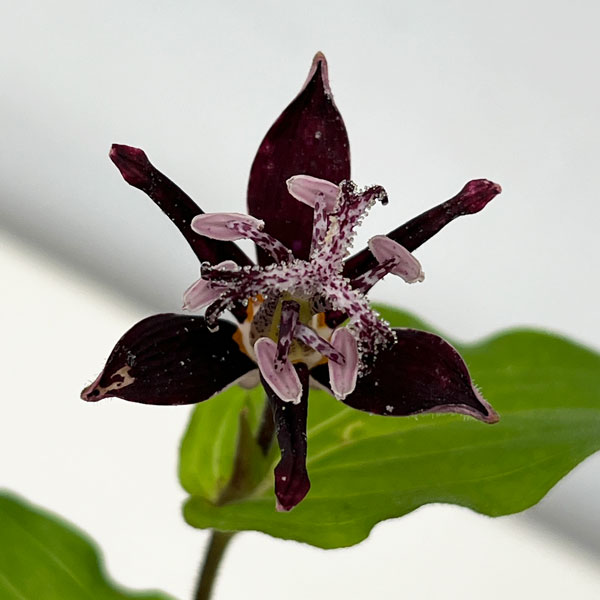 ホトトギス:黒花ホトトギス 大黒天 3号ポット