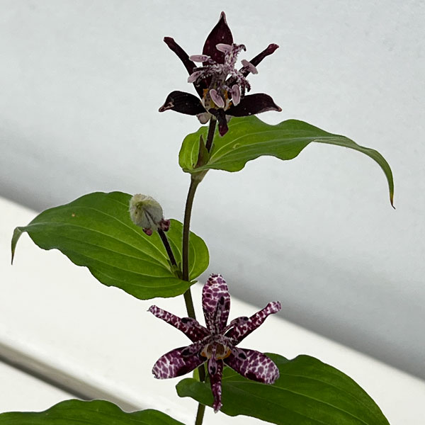 ホトトギス:黒花ホトトギス 大黒天 3号ポット