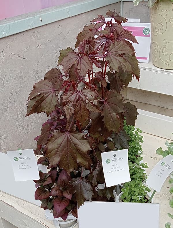 [26年6月中下旬予約]ハイビスカス：マホガニースプレンダー3号ポット