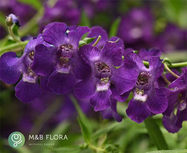 [26年5月中下旬予約]アンゲロニア：エンジェルミスト　ダークパープル3.5号ポット