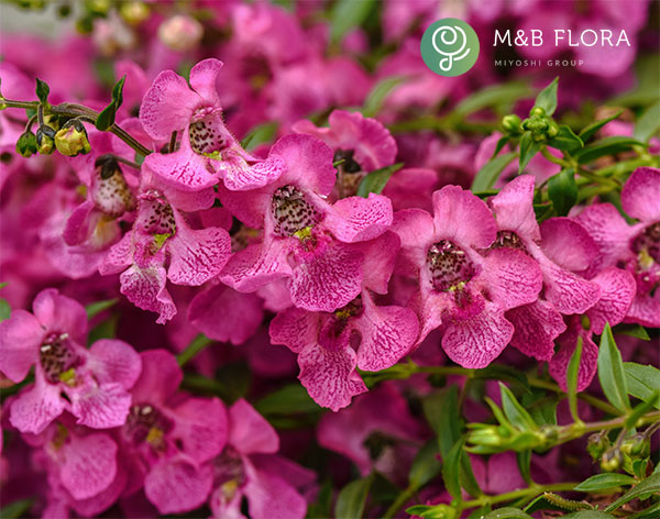 [26年5月中下旬予約]アンゲロニア：エンジェルミスト　ピンク3.5号ポット