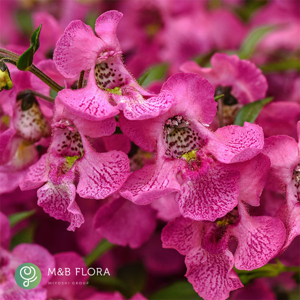 [26年5月中下旬予約]アンゲロニア：エンジェルミスト　ピンク3.5号ポット