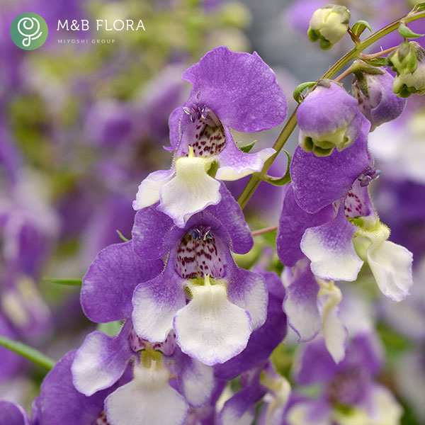 [26年5月中下旬予約]アンゲロニア：エンジェルミスト　ブルーバード3.5号ポット