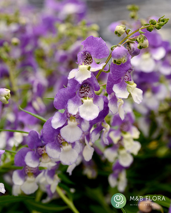 [26年5月中下旬予約]アンゲロニア：エンジェルミスト　ブルーバード3.5号ポット