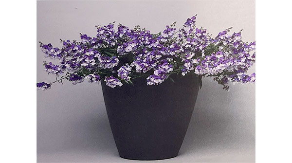 [26年5月中下旬予約]アンゲロニア：エンジェルミスト　ブルーバード3.5号ポット