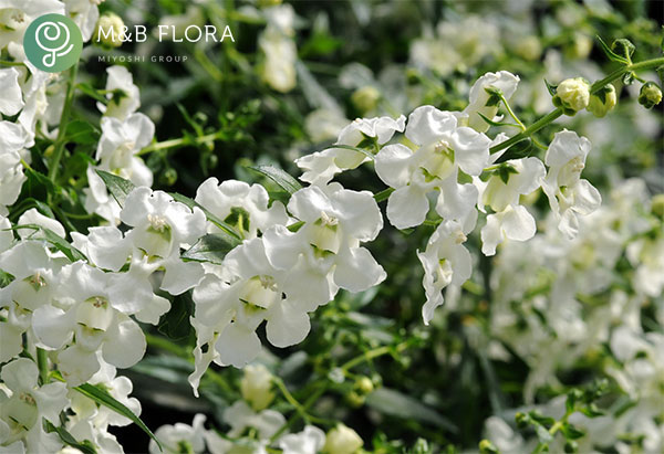 [26年5月中下旬予約]アンゲロニア：エンジェルミスト　ホワイト3.5号ポット