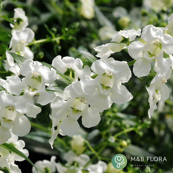 [26年5月中下旬予約]アンゲロニア：エンジェルミスト　ホワイト3.5号ポット