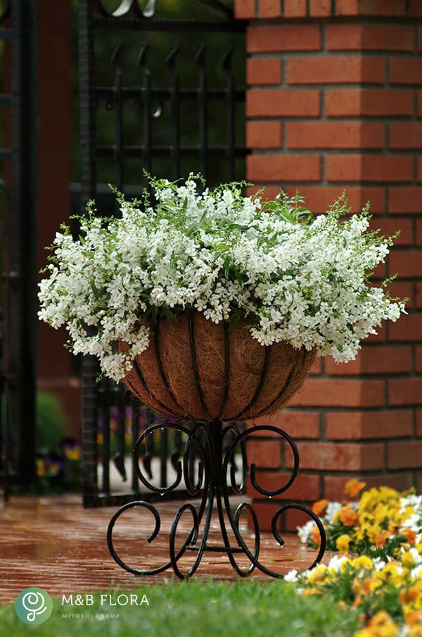 [26年5月中下旬予約]アンゲロニア：エンジェルミスト　ホワイト3.5号ポット