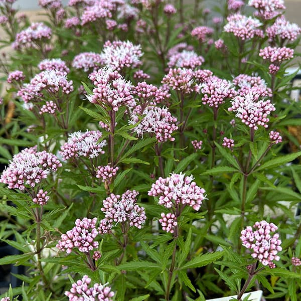 フジバカマ:リトルエンプレス3号ポット