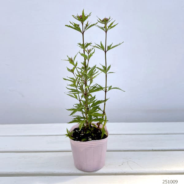 フジバカマ:リトルエンプレス3号ポット