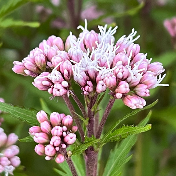 ピンク③山野草 ピンクのフジバカマ(藤袴) 大株 楽天市場
