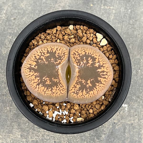 リトープス:日輪玉(にちりんぎょく)Aタイプ 2.5号鉢植え