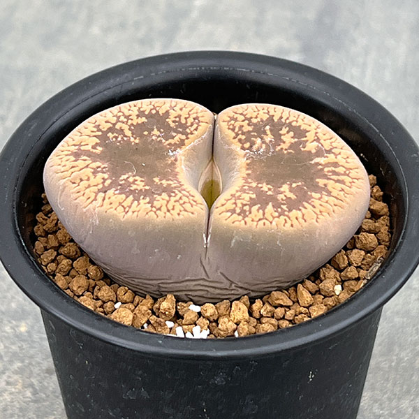 リトープス:日輪玉(にちりんぎょく)Aタイプ 2.5号鉢植え