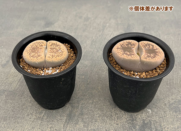 リトープス:日輪玉(にちりんぎょく)Aタイプ 2.5号鉢植え