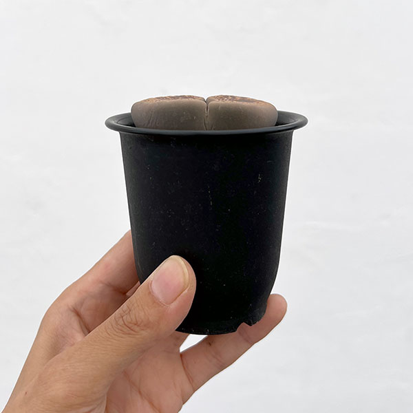 リトープス:日輪玉(にちりんぎょく)Aタイプ 2.5号鉢植え