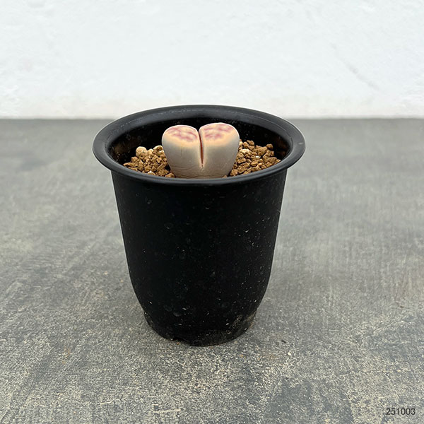 リトープス:日輪玉(にちりんぎょく)Bタイプ 2.5号鉢植え