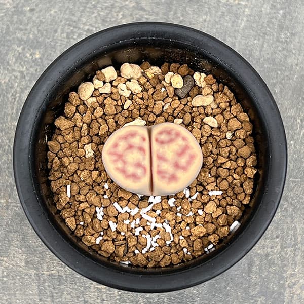 リトープス:日輪玉(にちりんぎょく)Bタイプ 2.5号鉢植え