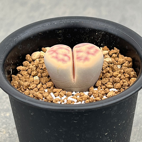 リトープス:日輪玉(にちりんぎょく)Bタイプ 2.5号鉢植え