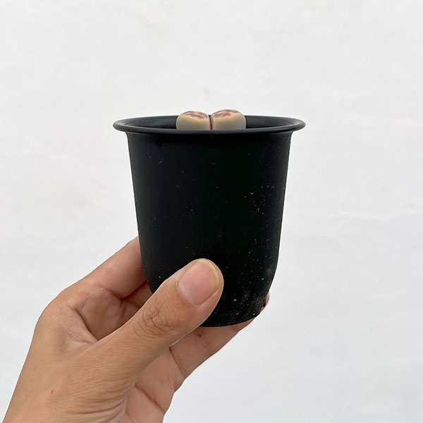 リトープス:日輪玉(にちりんぎょく)Bタイプ 2.5号鉢植え