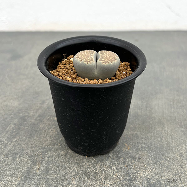 リトープス:マルチーニ 2.5号鉢植え