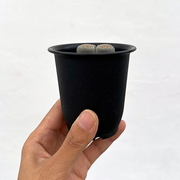 リトープス:マルチーニ 2.5号鉢植え