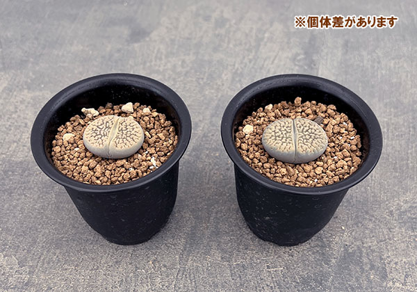 リトープス:ダブネリー 2.5号鉢植え
