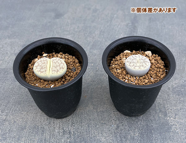 リトープス:曲玉 2.5号鉢植え