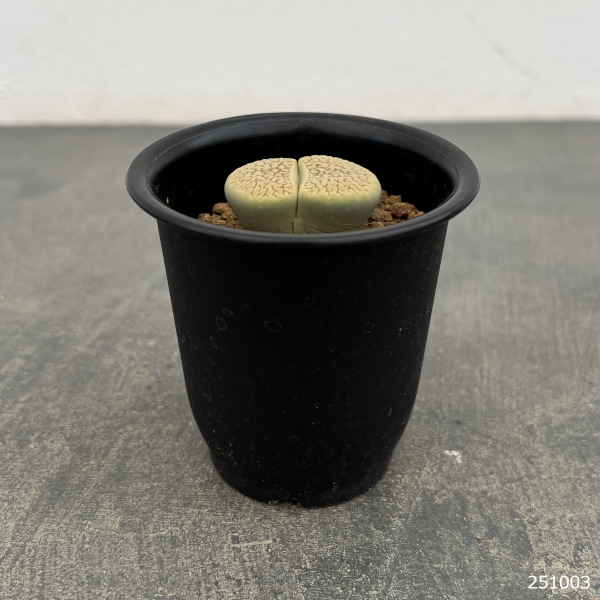 リトープス:スザンナエ 2.5号鉢植え