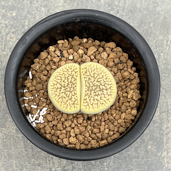 リトープス:スザンナエ 2.5号鉢植え