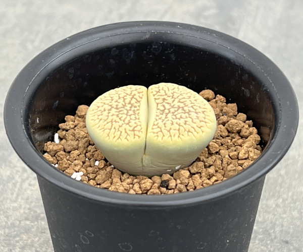 リトープス:スザンナエ 2.5号鉢植え