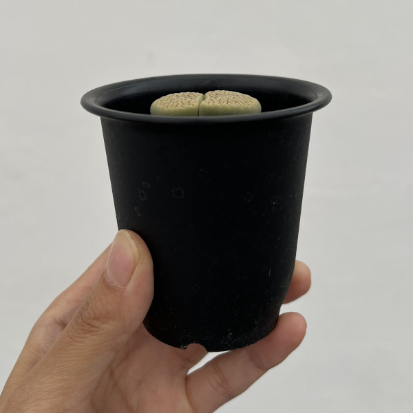 リトープス:スザンナエ 2.5号鉢植え