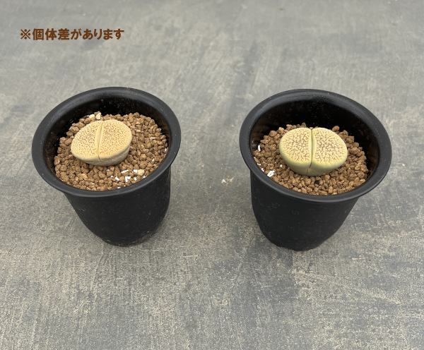 リトープス:スザンナエ 2.5号鉢植え