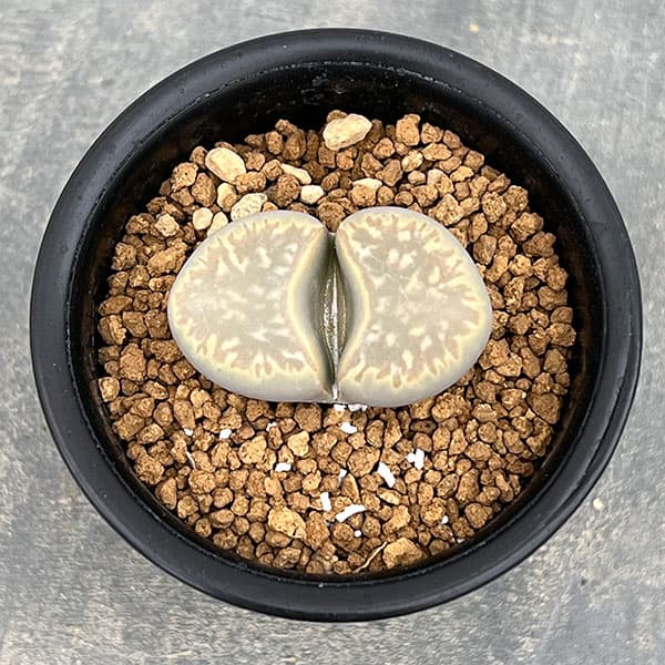 リトープス:黄花繭型玉 2.5号鉢植え