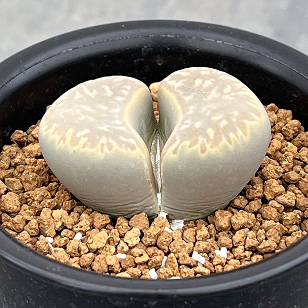 リトープス:黄花繭型玉 2.5号鉢植え