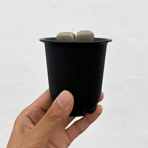 リトープス:黄花繭型玉 2.5号鉢植え