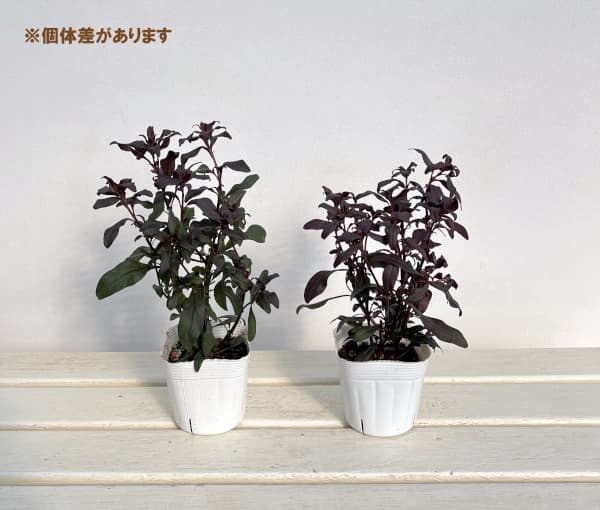 キンギョソウ（金魚草）：スナップインブラック　ホットピンク3.5号ポット