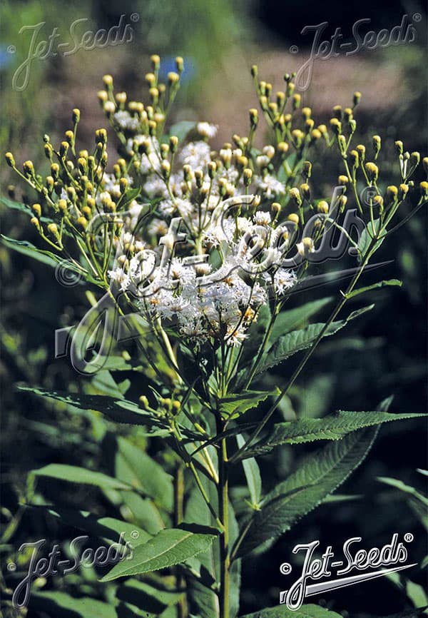 バーノニア:ノベボラセンス ホワイトライトニング3号ポット
